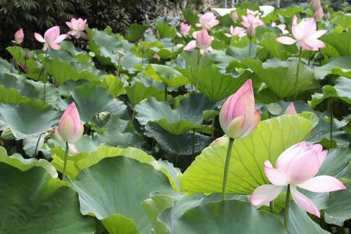 蓮の花つぼみ 蓮の花つぼみ 池,植物,ハスの写真素材
