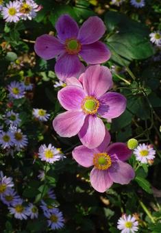紫の花 菊,植物,シュウメイギクの写真素材
