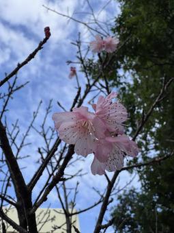桜 桜 桜,空,沖縄の桜の写真素材