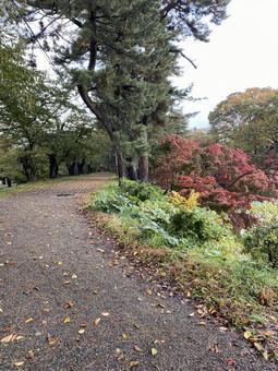 紅葉 紅葉の写真