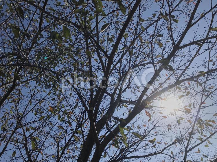 完全に季節が変わりました 散歩,木,葉の写真素材