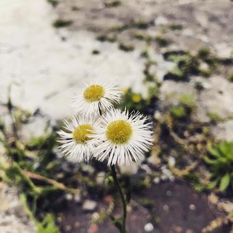 雑草、ハルジオン白の写真