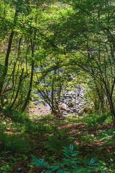 登山道の崖 登山道の崖 登山,登山道,林道の写真素材