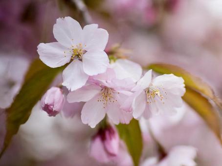 桜の花びら 春 桜の花びら 春の写真