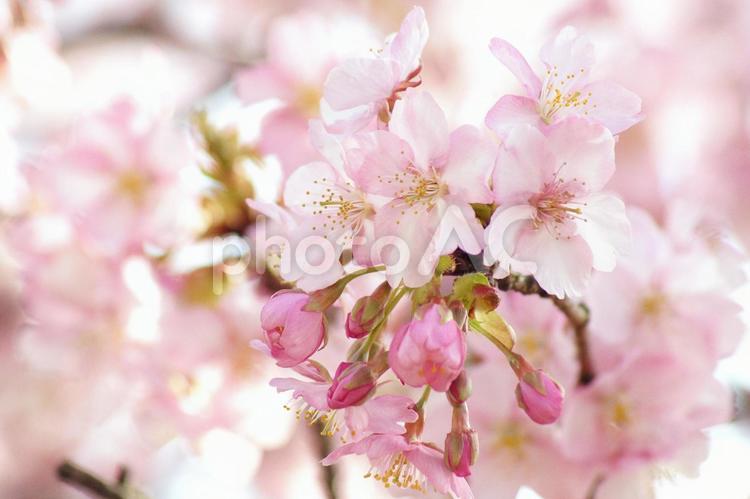 早咲き桜-28 2月,3月,つぼみの写真素材