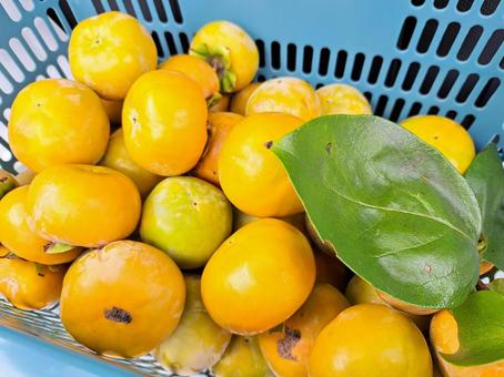 柿 柿,柿の木,柿の味の写真素材