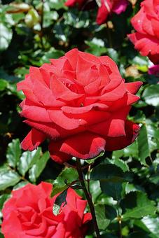 荒牧バラ園712　レベル 兵庫県,荒牧バラ園,バラの写真素材