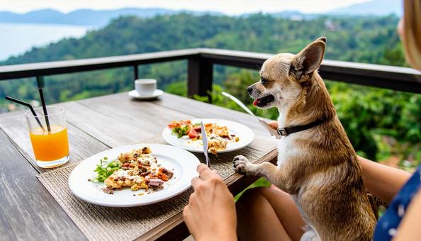 ランチ中の飼い主の膝上に座るチワワ ランチ中の飼い主の膝上に座るチワワの写真