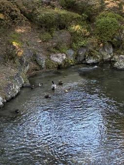 カモ カモ,かも,鳥の写真素材