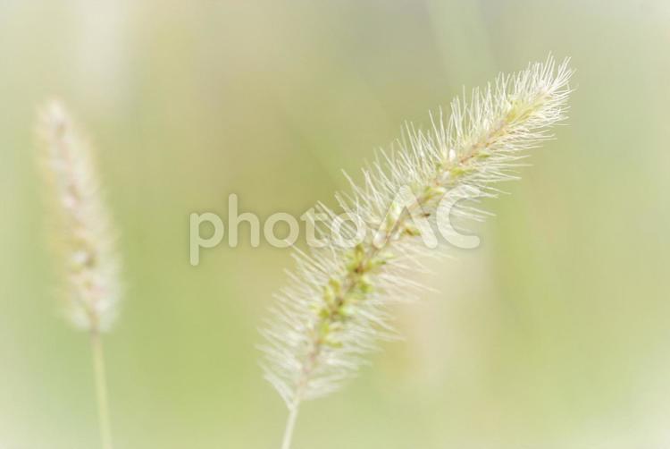 植物　草　ネコジャラシ 植物,草花,ゆるかわの写真素材