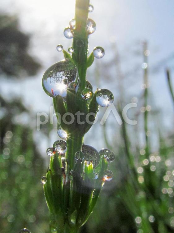 水滴とスギナと朝日Water drops 水滴,すいてき,waterの写真素材
