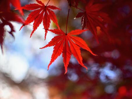 イロハモミジの紅葉 イロハモミジの紅葉の写真