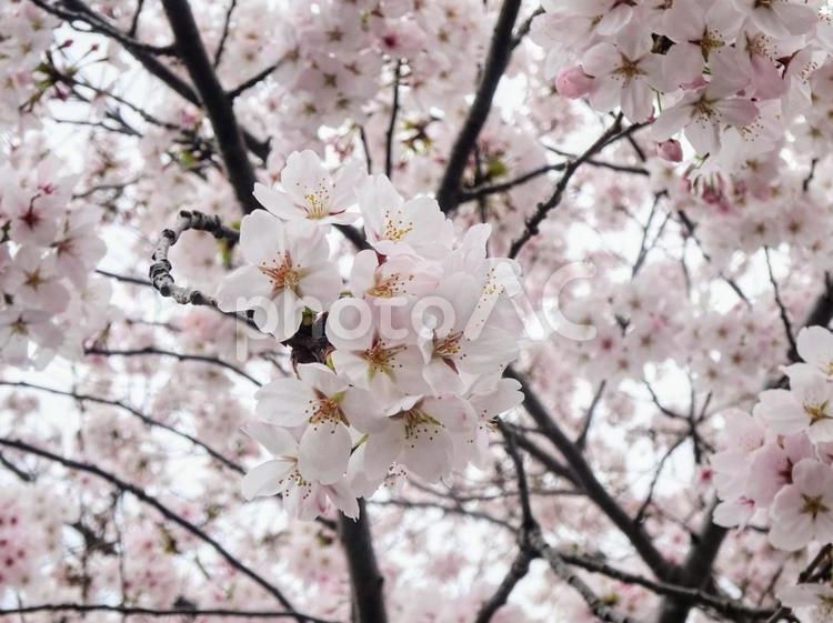 鞠のような桜 鞠のような桜,桜,春の写真素材