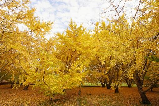福岡 広川 太原のイチョウ2 太原のイチョウ,イチョウ並木,イチョウの写真素材