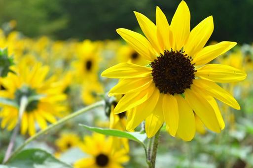 ひまわりいっぱい ひまわり,向日葵,ひまわり畑の写真素材