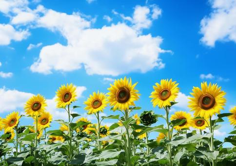 ひまわりの写真