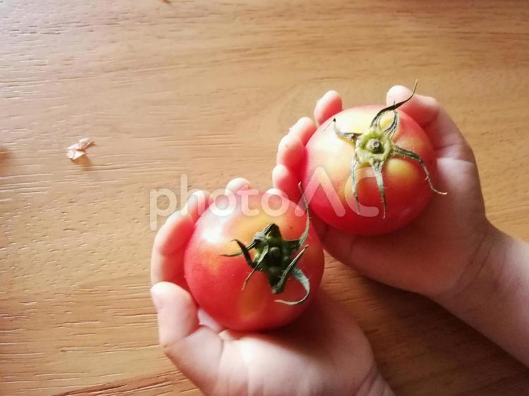 トマトを持つ子どもの手 手,野菜,やさいの写真素材