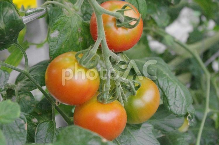 太陽をたっぷり浴びた畑のトマト 畑,家庭菜園,菜園の写真素材