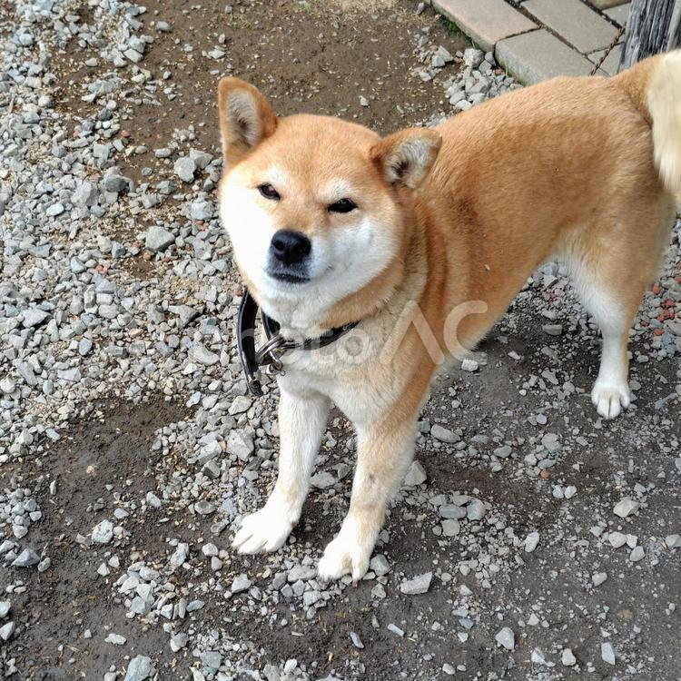 見上げる柴犬 犬,わんこ,動物の写真素材