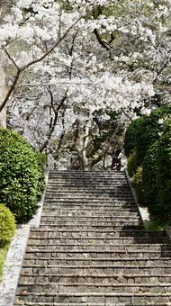 桜 桜の写真