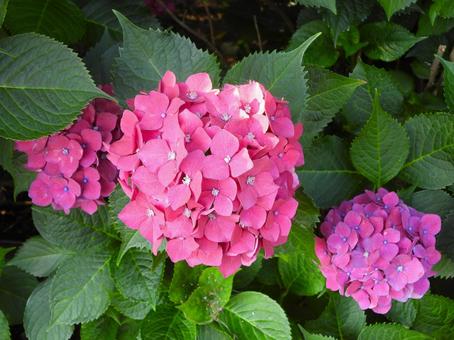 赤いアジサイの花 赤いアジサイの花の写真