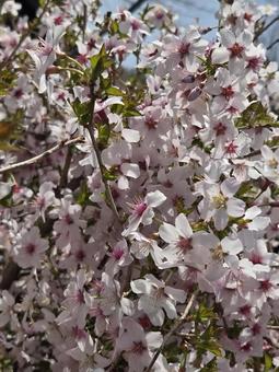 満開の桜 桜,満開,春の写真素材