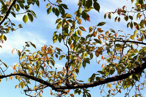 秋の木の葉と青空 秋の木の葉と青空 秋,木の葉,紅葉の写真素材