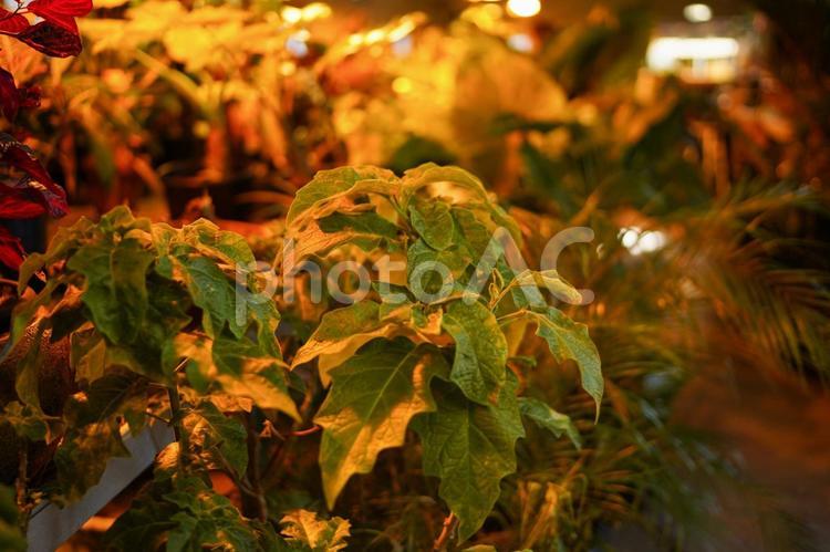 温室の植物のイメージ 植物,葉,緑の写真素材