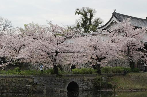桜 桜の写真