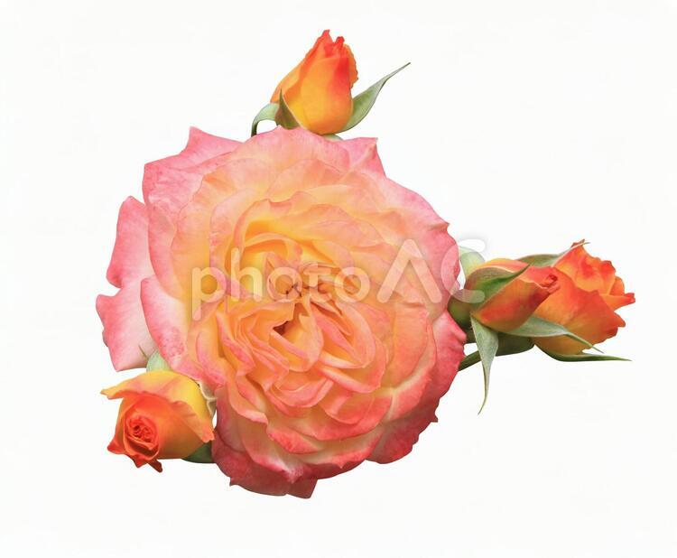 切り抜き写真素材　エレガントなバラの花 19-25 【PSDは背景透過】 バラ,薔薇,バラの花の写真素材