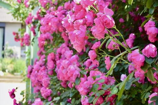 ピンクのバラ バラ,花,植物の写真素材