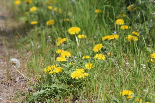 タンポポ・蒲公英　咲く風景 タンポポ,自然風景,暖かいの写真素材
