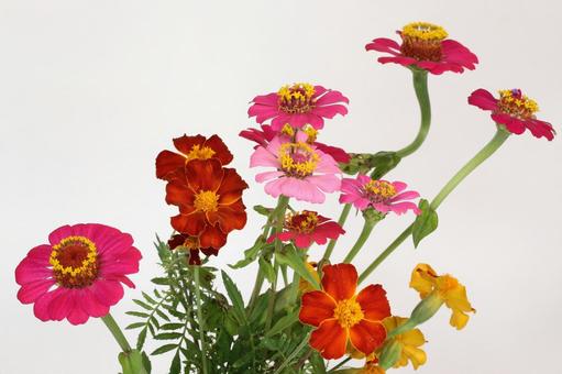 百日草 百日草 植物,草花,宿根草の写真素材