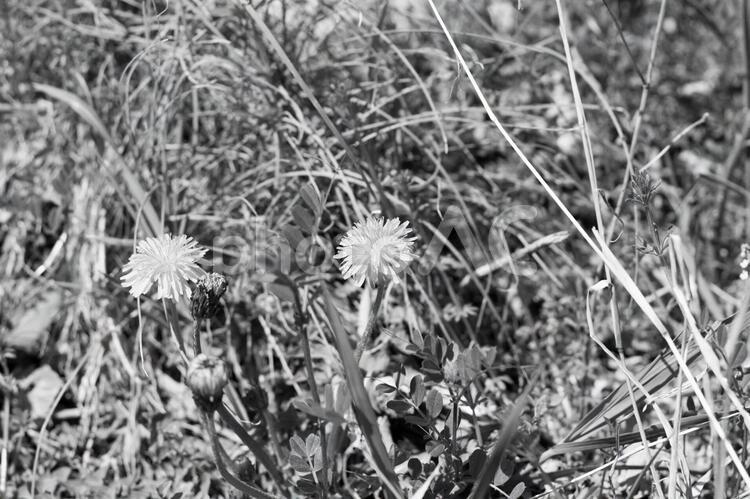 たんぽぽ　白黒 たんぽぽ,植物,白黒の写真素材