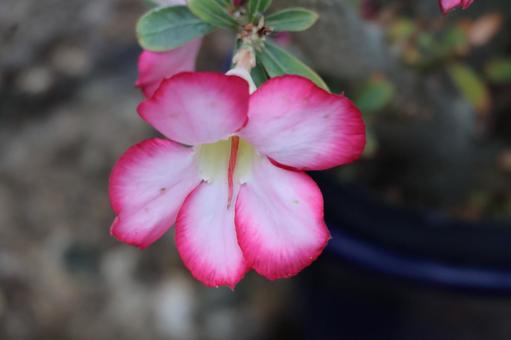 アデニウムオベスムの花のアップ アデニウムオベスムの花のアップの写真