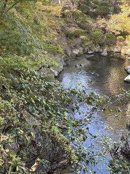 カモ カモ,かも,鳥の写真素材