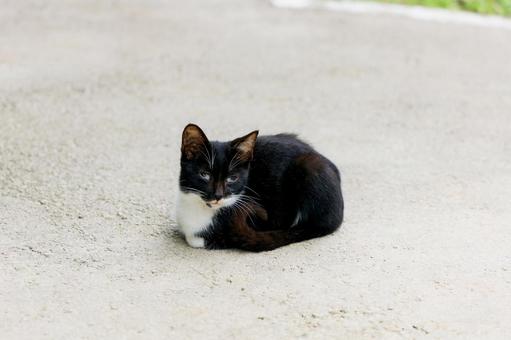 野良猫 野良猫の写真