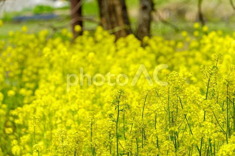春を告げる一面の菜の花畑 菜の花,黄,花の写真素材