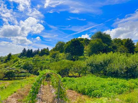 青空と草木 青空と草木の写真