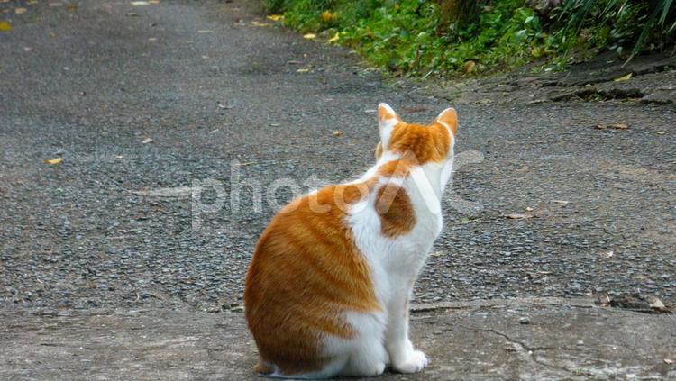 猫の振り向きざまの後ろ姿 猫,茶トラ,茶トラ猫の写真素材