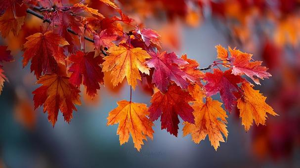 鮮やかに色づいた紅葉のクローズアップ 鮮やかに色づいた紅葉のクローズアップの写真