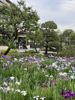 堀切菖蒲園 堀切菖蒲園 5月,花畑,バイオレットの写真素材