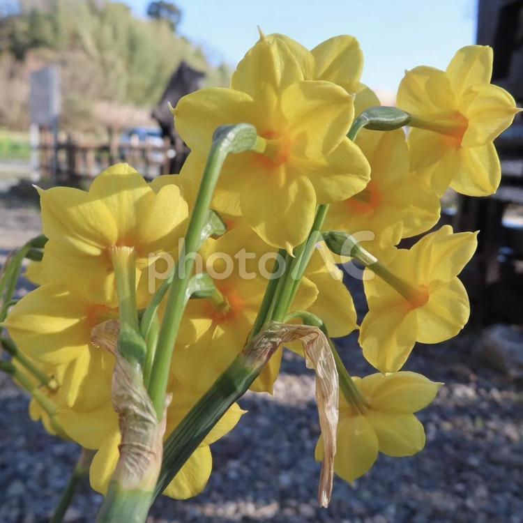 スイセン（水仙） スイセン,水仙,花の写真素材