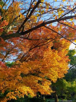紅葉 福岡,福岡城,晩秋の写真素材