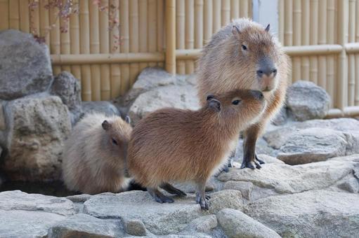 Photo, capybara, creatures, animal, 