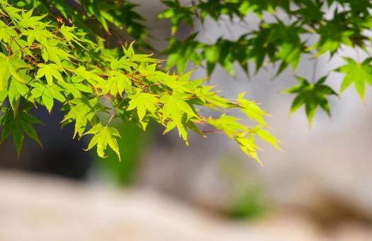 Refreshing green - the image of summer maples, JPG Refreshing green - the image of summer maples, JPG