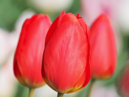 Beautifully blooming tulips, JPG Beautifully blooming tulips, JPG