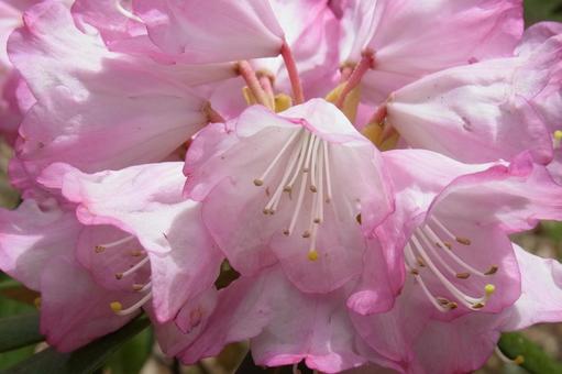 石楠花 シャクナゲ ピンクの花 春の花 石楠花 シャクナゲ ピンクの花 春の花の写真