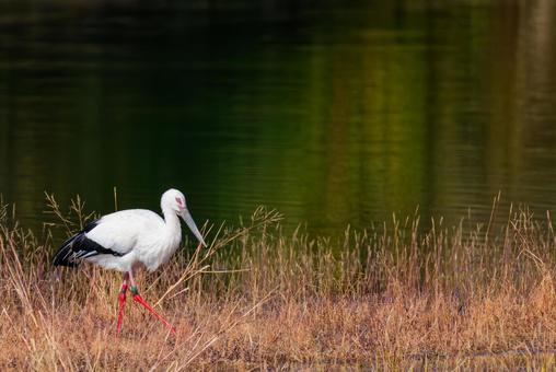 池のほとりを歩くコウノトリの写真