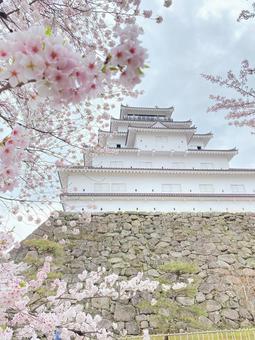 鶴ヶ城 会津鶴ヶ城,鶴ヶ城,桜の写真素材